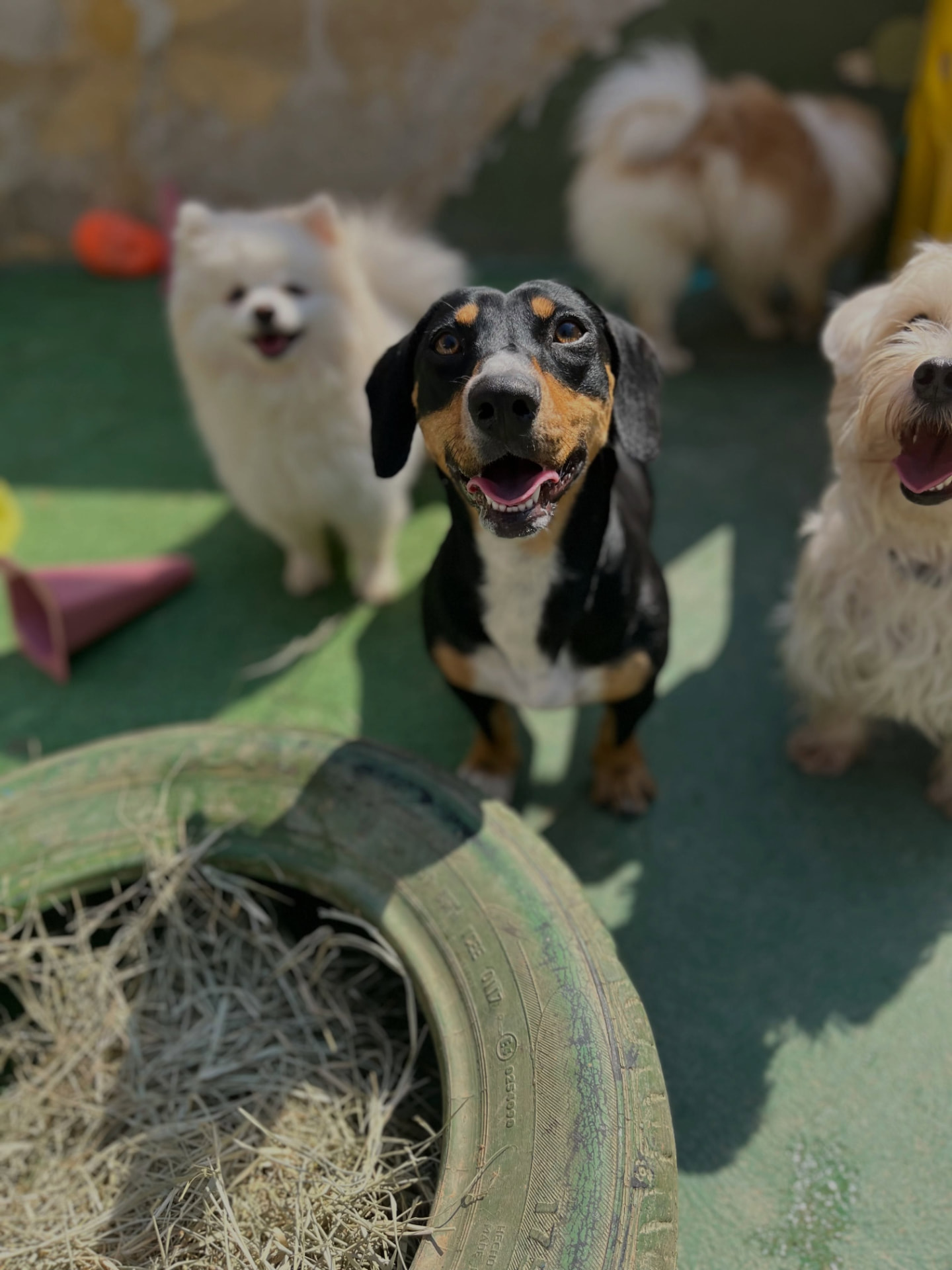 Turma de cães reunida no Espaço Viver