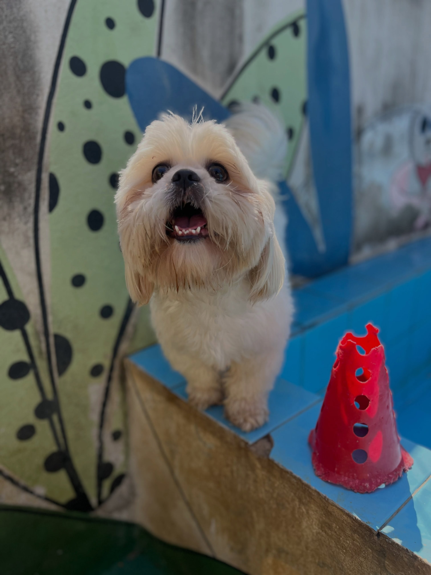 Cão em uma das áreas de brincadeiras