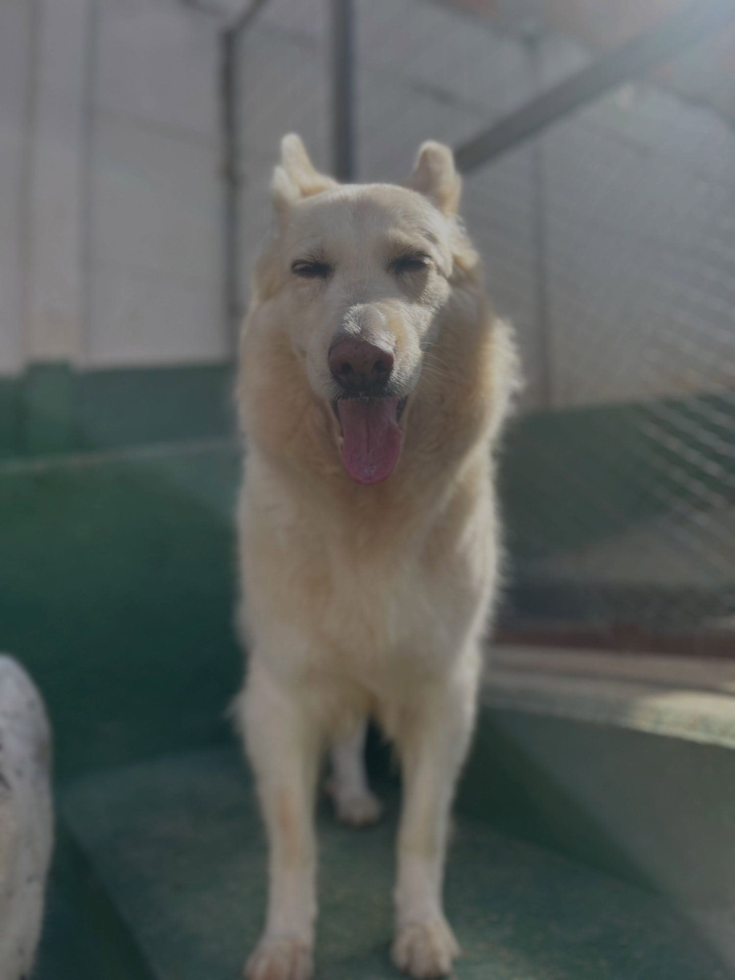 Cão aproveitando o espaço ao ar livre