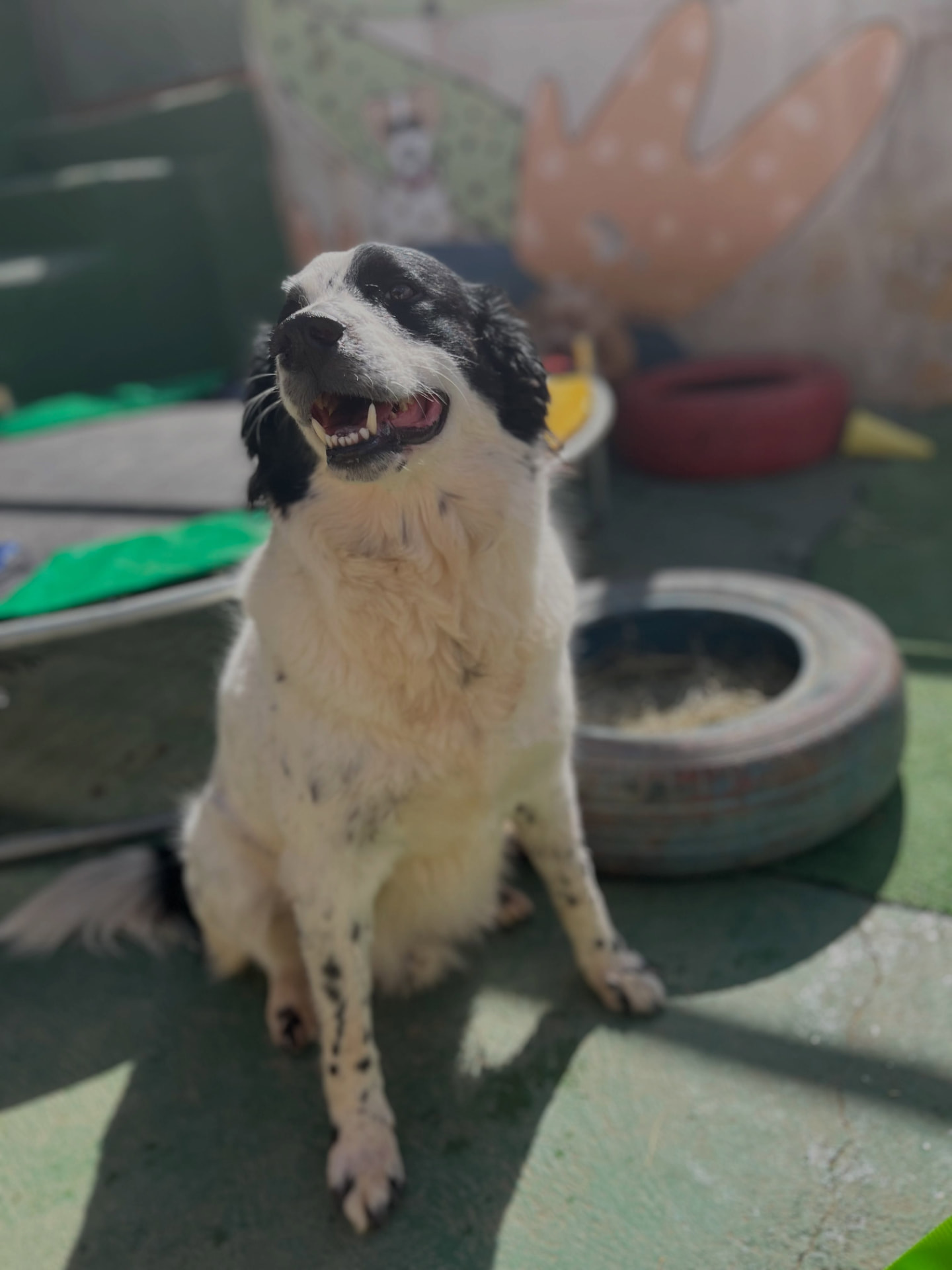 Cão feliz durante um momento de recreação