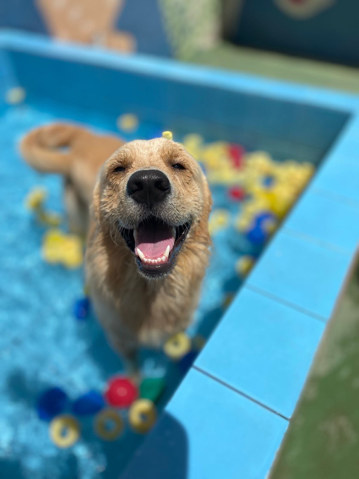 Cão dourado sorrindo na piscina da creche do Espaço Viver