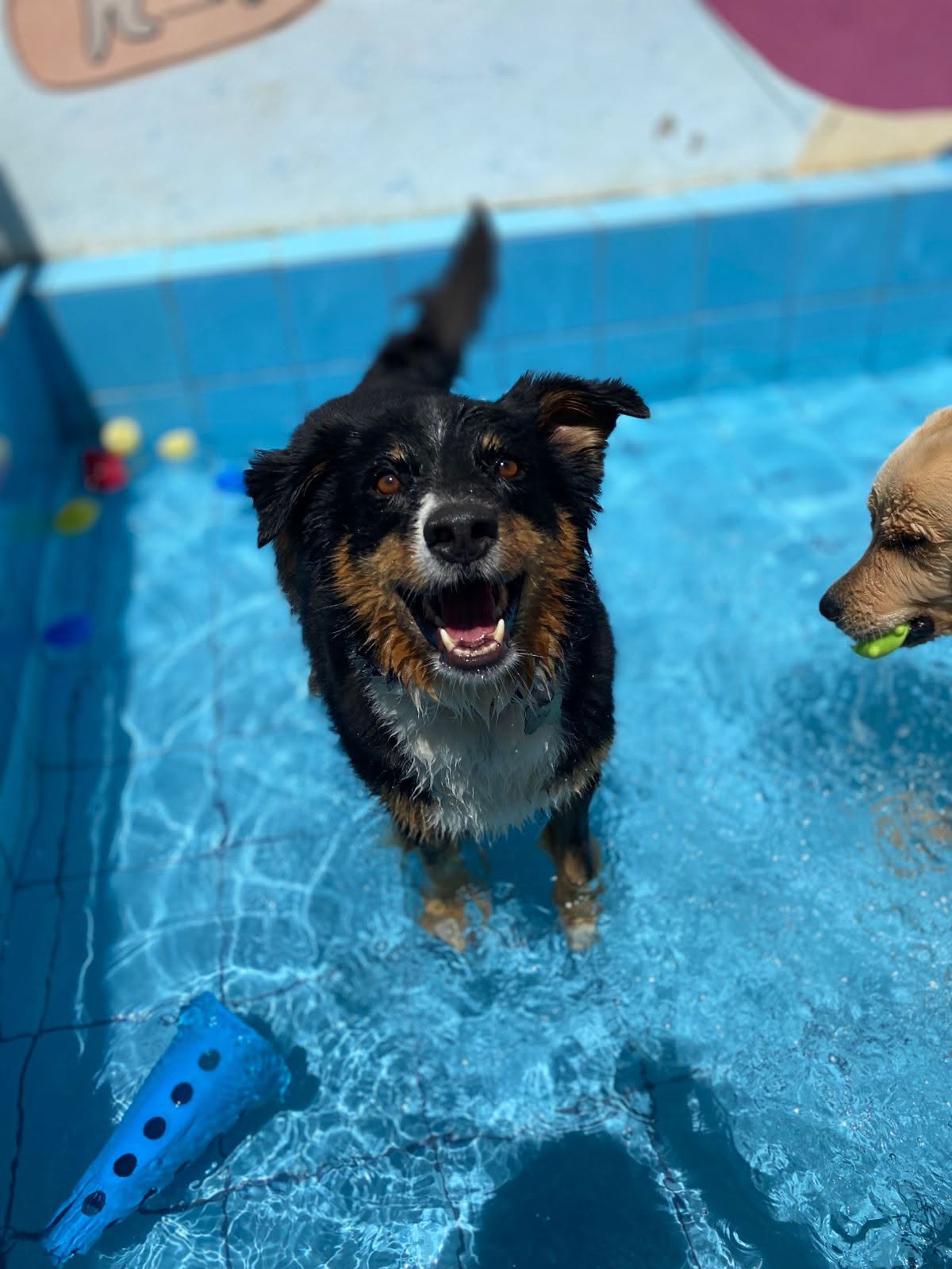 Cão preto e marrom feliz brincando na piscina da creche do Espaço Viver