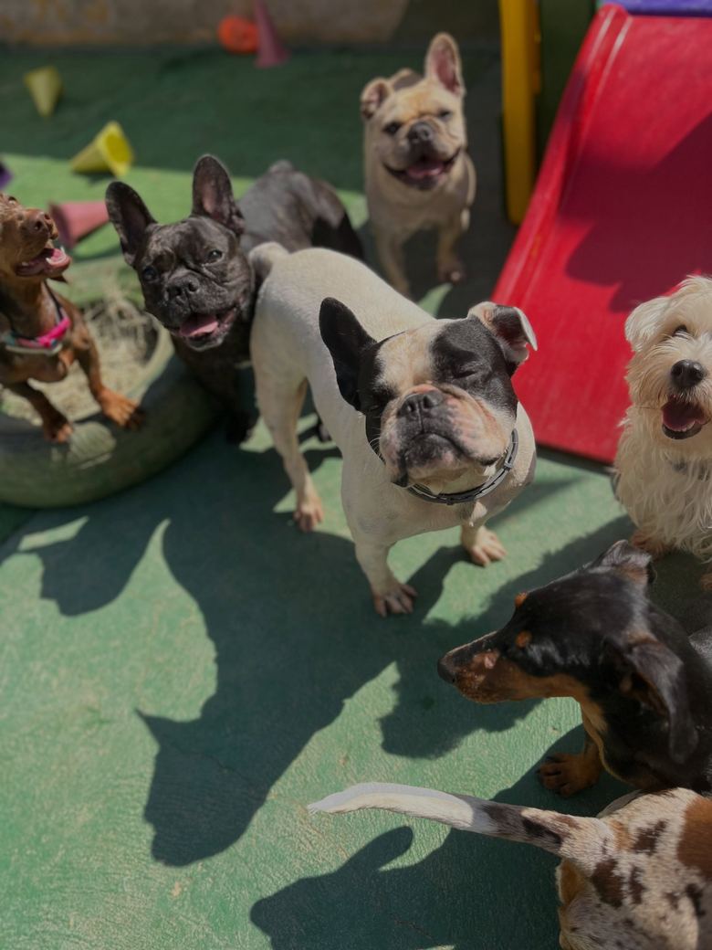 Grupo de cães reunidos no pátio ensolarado, com bulldogs franceses e um escorregador vermelho ao fundo