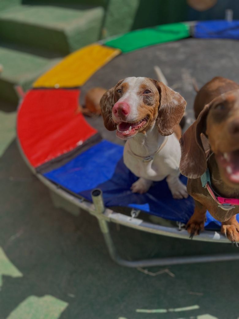 Dois cães salsicha sobre uma cama elástica colorida