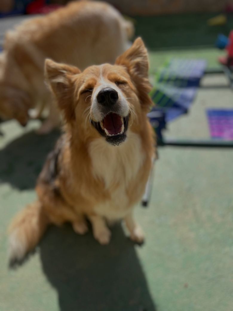 Cão caramelo e branco sorrindo de olhos fechados