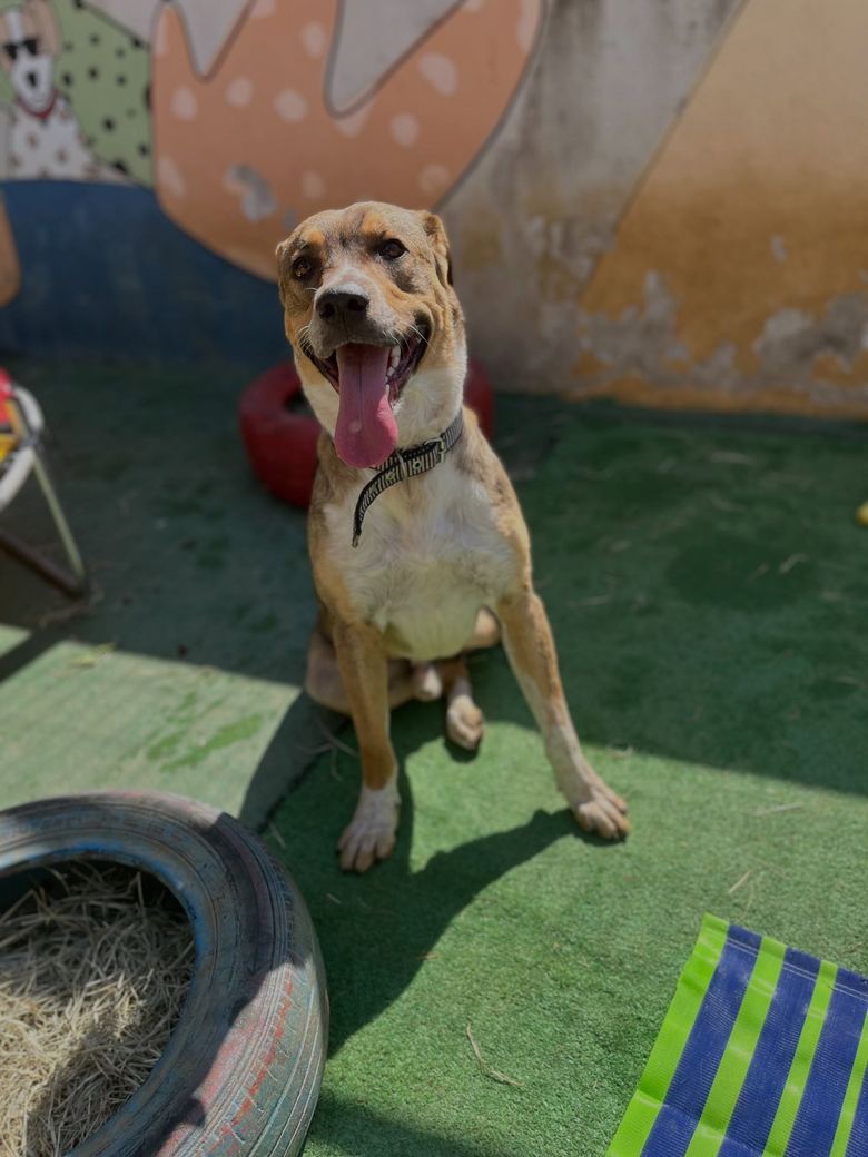 Cão caramelo sentado com a língua para fora no pátio