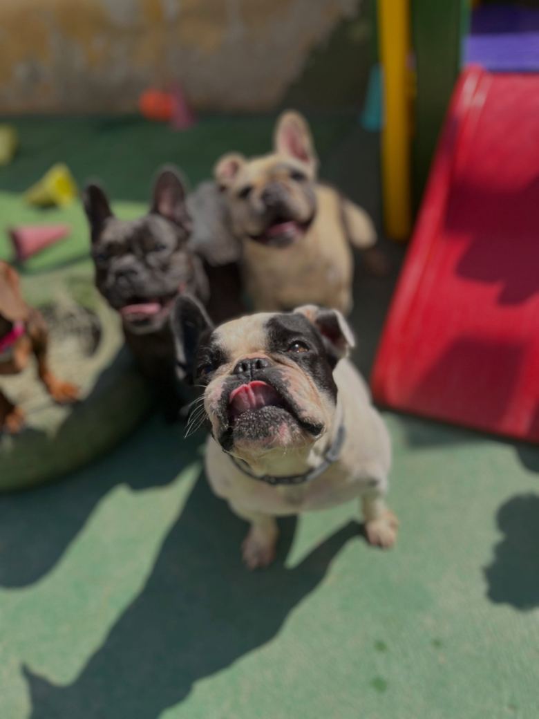 Bulldog francês de língua para fora, com outros cães ao fundo