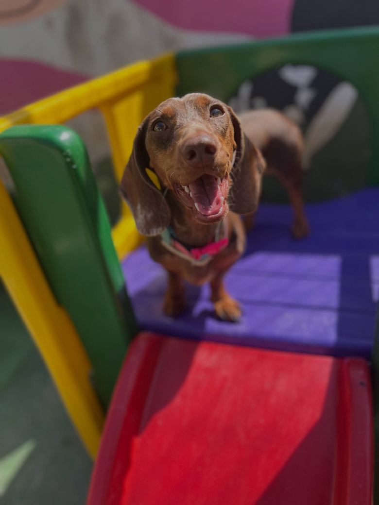 Cão salsicha marrom feliz em um brinquedo colorido com escorregador