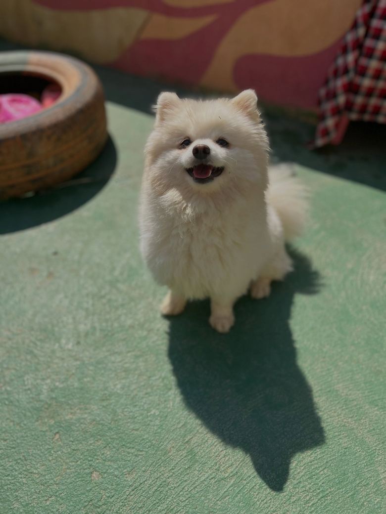 Cãozinho branco e fofinho sentado e sorrindo no pátio